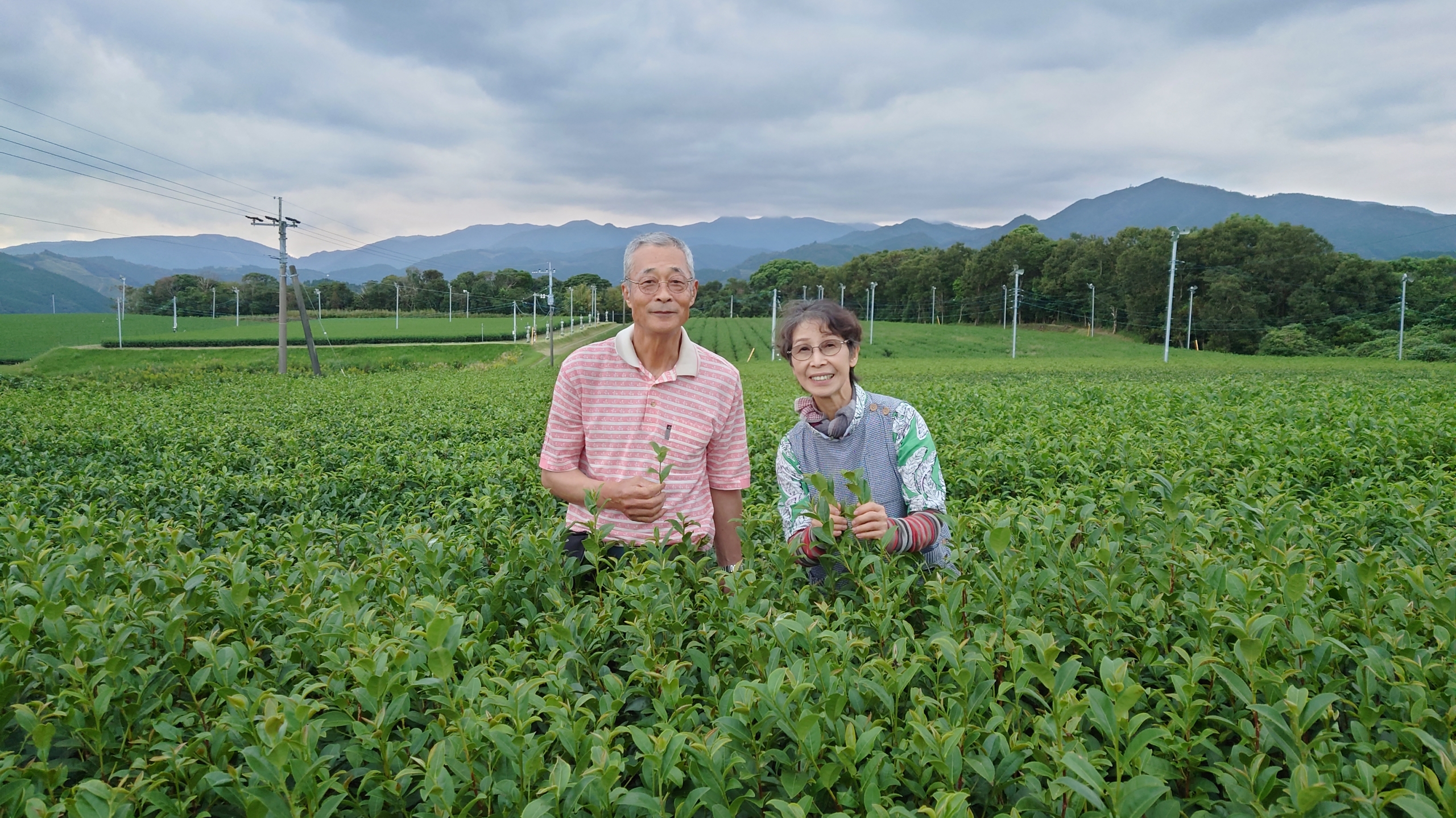 Miyazaki Organic tea garden by the Morimoto family – MARIMO tea